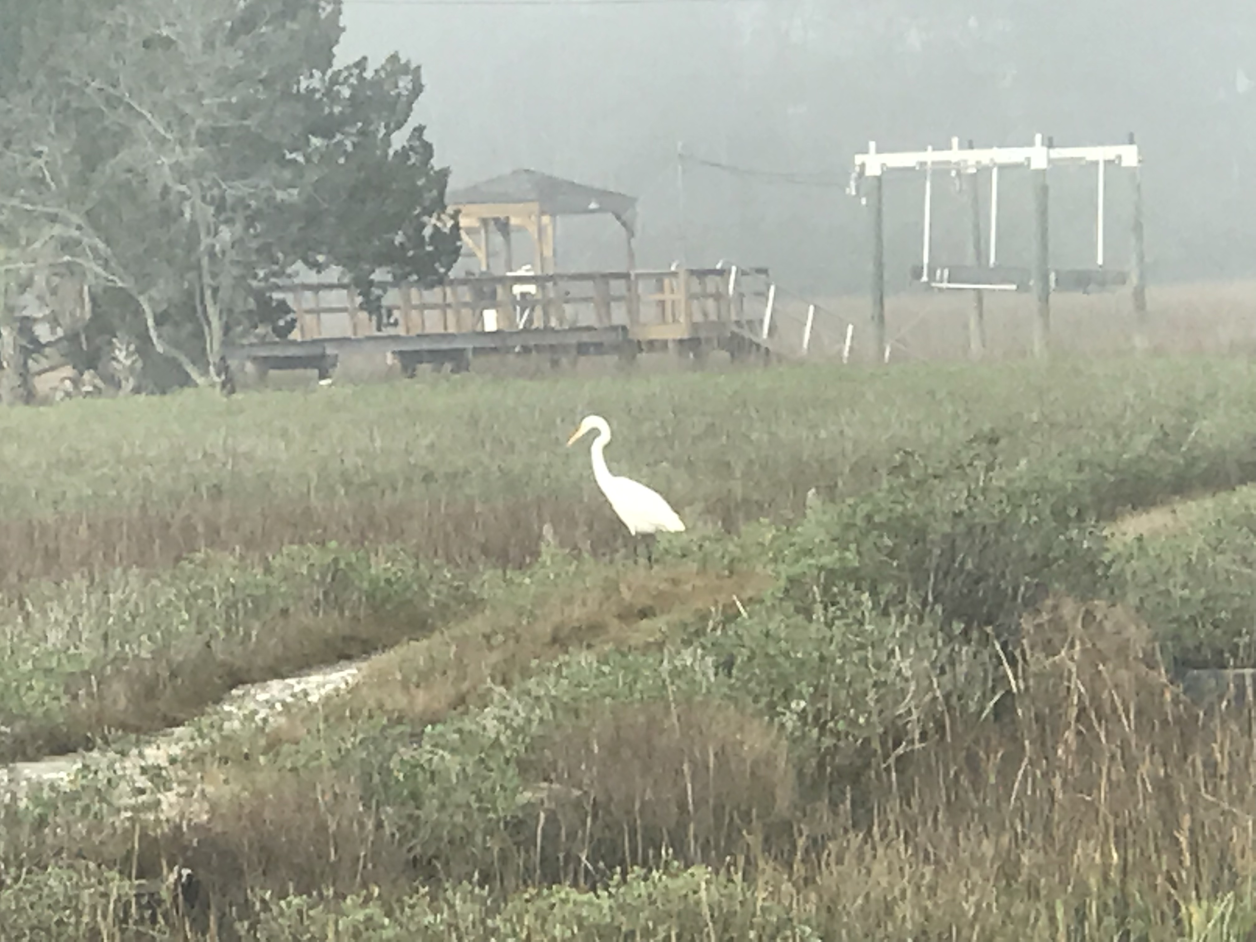 Crane on Tybee marsh at dock.